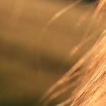 Racines qui regraissent, pointes qui dessèchent : la routine simple pour des cheveux enfin équilibrés
